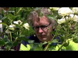 Rosenblüte verlängern