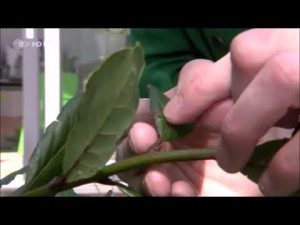 Läuse (Schildläuse) bei Pflanzen ohne Chemie bekämpfen