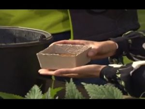 Universaldünger selbst herstellen