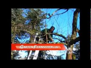 “gartenfernsehen”: Obstbaumschnitt: Wie schneide ich einen Apfelbaum?