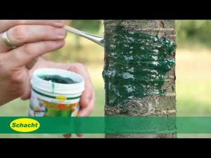 Obstbäume vor Frostspanner schützen