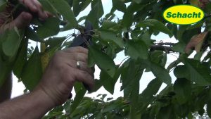 Baumwachs Sprühverband, der schnellste Wundverschluss