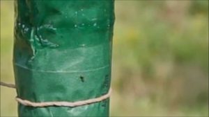 Videobeweis nicht nur im Fußball: Raupenleim gegen Ameisen