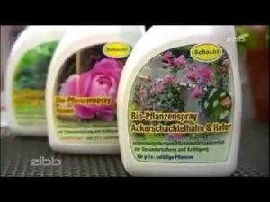 Natürliche Mittel gegen Braunfäule bei Tomaten