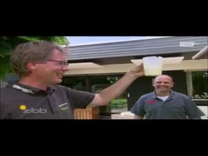 Mehltau am Kugelahorn