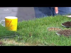 Tipps für grünen Rasen