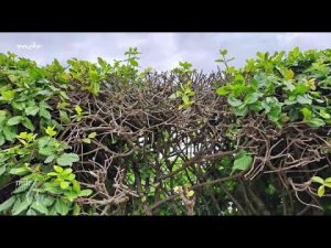 Kommaschildlaus an Hecke