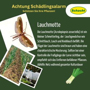 Lauchmotte bekämpfen