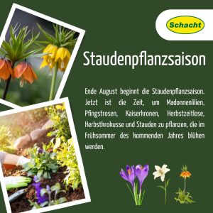 Stauden pflanzen im Herbst