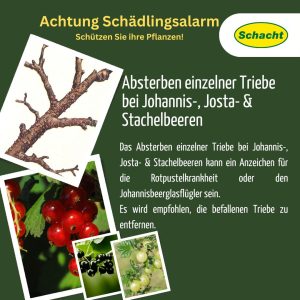 Rotpustelkrankheit oder Johannisbeerglasflügler