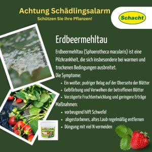 Erdbeermehltau