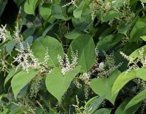 Japanischen Knöterich bekämpfen