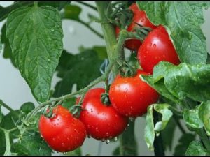 Tomatenernte im Topf