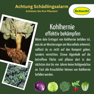 Kohlhernie effektiv bekämpfen