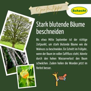 Stark blutende Bäume beschneiden