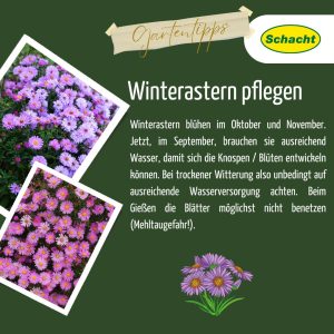 Winterastern Pflege