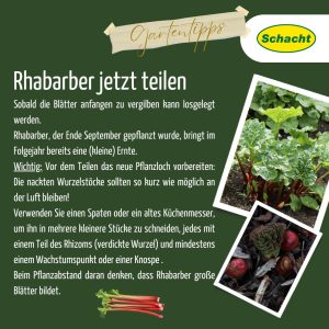 Rhabarber teilen