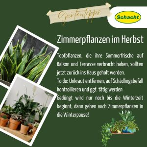 Zimmerpflanzen im Herbst