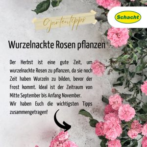 Wurzelnackte Rosen pflanzen