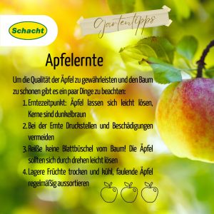 Was ist wichtig bei der Apfelernte?