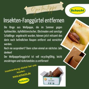 Insekten-Fanggürtel entfernen