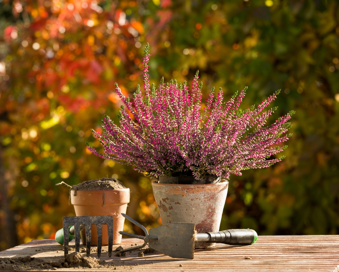 Garten und Balkon Pflanzzeit im Oktober