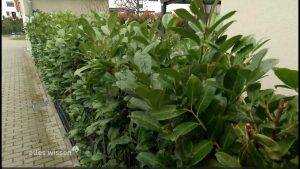 Alternativen zum Kirschlorbeer