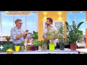 So überleben unsere Zimmerpflanzen