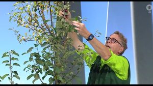 Wie schneidet man einen Apfelbaum?