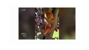 Pilzbefall an Blutpflaume