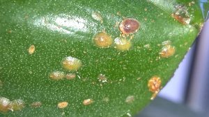 Orangenöl gegen Läuse und Neem gegen Trauermücken