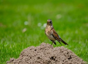 Erdhügel im Garten erkennen: Maulwurf oder Wühlmaus?