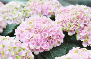Gelbe Blätter bei einer Hortensie – das steckt dahinter