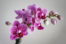 wie blühen Orchideen schneller