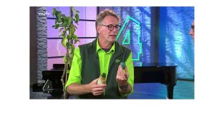 Baumkrebs am Apfelbaum