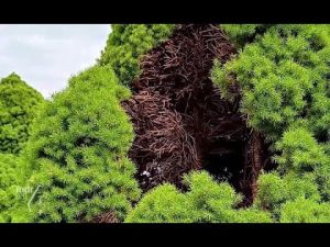 Zuckerhutfichte mit Frostbrand