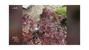 Nährstoffmangel am Zierahorn