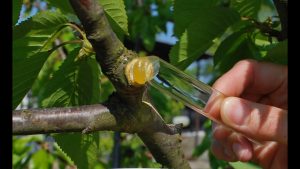 Wundverschluss und sauberes Werkzeug