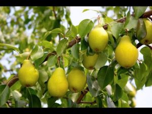 Obstbaum düngen im Herbst