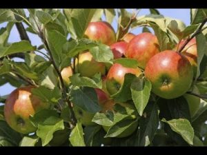 Säulenobst schneiden