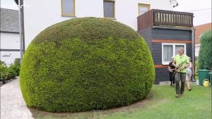 Eibe stark zurückschneiden