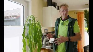 Drachenbaum in Hydrokultur kränkelt