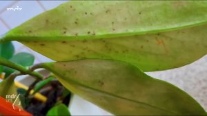 Schamblume (Aeschynanthus) übergossen