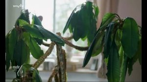 Madagaskarpalme pflegen