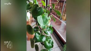 Zierpfeffer verliert seine Blätter