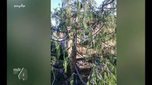 Konifere mag keinen sauren Boden