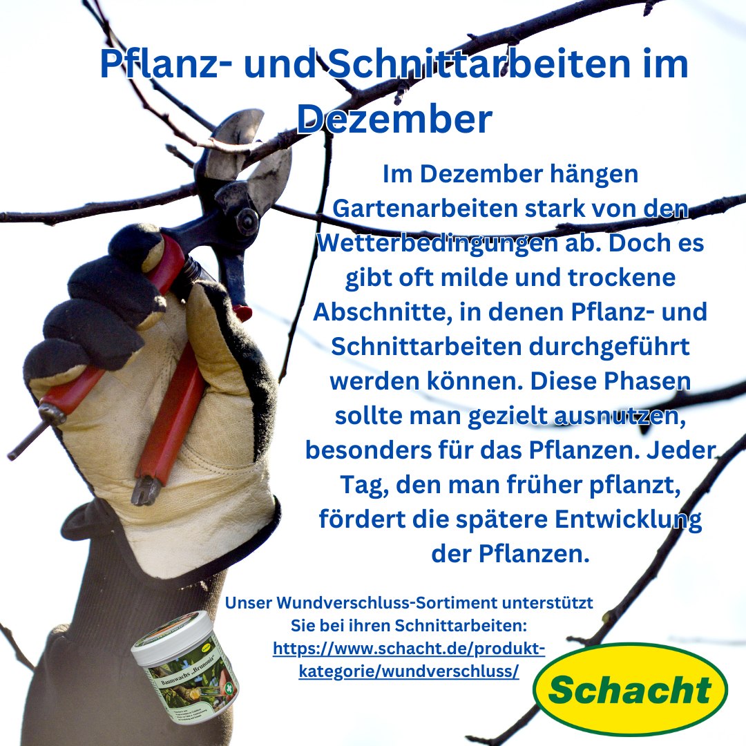 Garten im Dezember: pflanzen, schneiden und winterfest machen