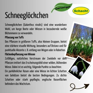 Heute schon an das Frühjahr denken!