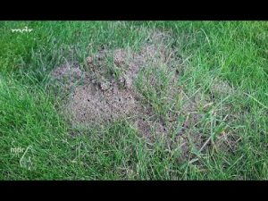 Ameisen auf dem Rasen bekämpfen