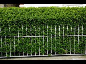 Liguster-Hecke düngen